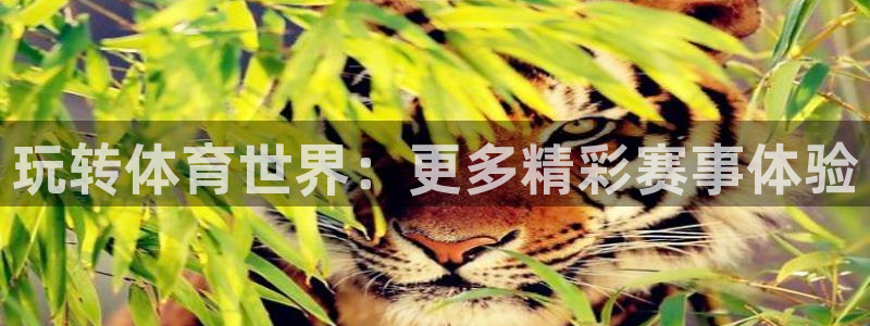 德国MK体育官方正版app集团：玩转体育世界：更多精彩赛事体
